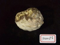 藏品(珠螺)的圖片